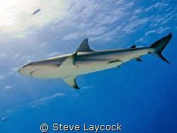 Carribean reef shark, swimming past into the sun by Steve Laycock 